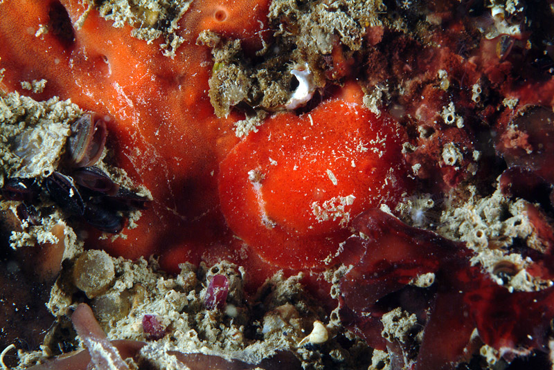 Rostanga rubra